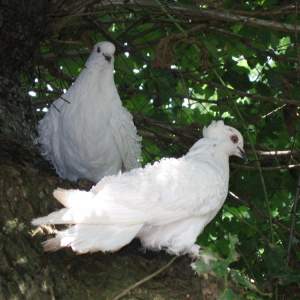 pigeon oiseau à la grise robe