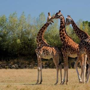 visite des girafes de Branféré
