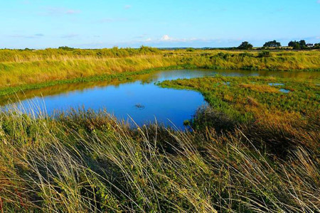 À la découverte de la Réserve naturelle des marais de Séné, le plus grand espace naturel du Golfe du Morbihan